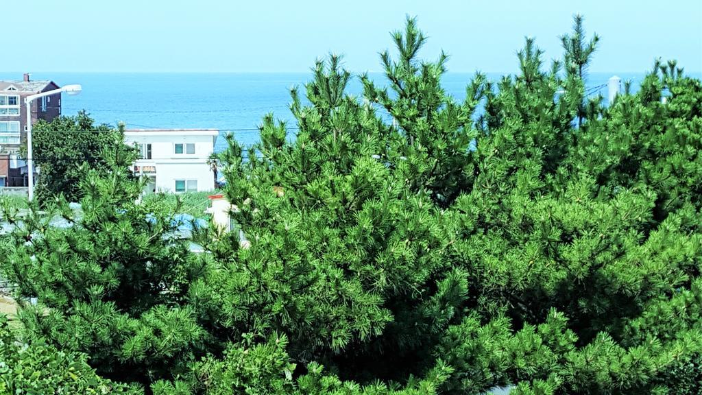 Cardinal House Villa Jeju Exterior foto